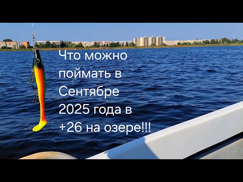 Видео: Рыбалка с лодки на Лиепайском озере. Отличный бонус. Жара 26 градусов. 2025. Сентябрь. 