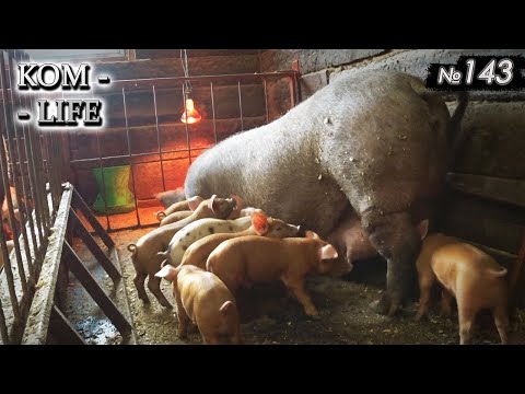 Видео: ⛔️ Боевые потери