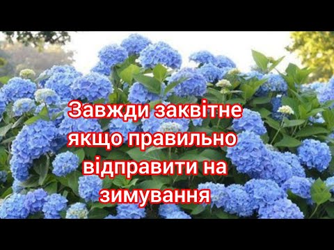 Видео: Як правильно відправити гортензію на зимування☝️