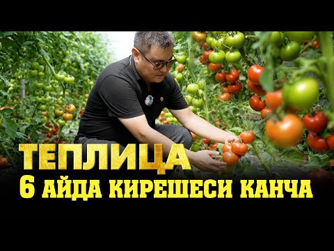 Видео: Теплицаны кургандан баштап сатканга чейин жардам берген агрономдор.