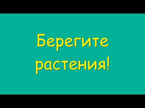 Видео: "Берегите растения!" Работа  учащихся 3 класса