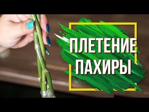 Видео: Плетение Пахиры ✔️ Как Правильно Плести Пахиру Акватику ✔️ Пахира Домашняя