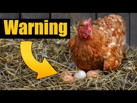 Видео: Мытьё свежих фермерских яиц и улучшение здоровья кишечника кур