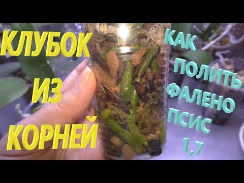 Видео: 🧷Орхидеи. 🔔Подробно о поливе  растущих фаленопсисов размера 1,7 . Техника и особенности.  💦