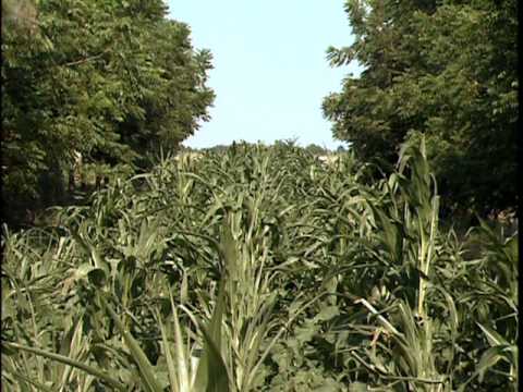 Видео: Методы агролесоводства – аллейное выращивание