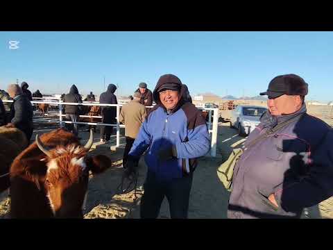 Видео: САУДА ЖОКПА НЕ ? 6 НОЯБР 2025 ЖЫЛ ХАЛЫКАБАД МАЛ БАЗАР