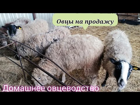 Видео: Продажа овец|Романовские овцы|Куйбышевские овцы|Домашнее овцеводство