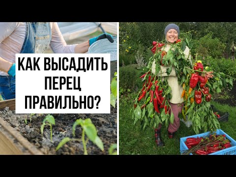 Видео: Как высаживать рассаду перца правильно? Высадка рассады и полезные советы