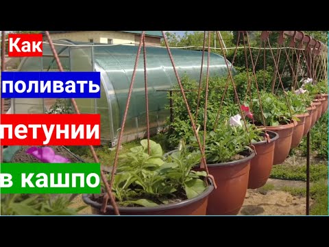 Видео: Как поливать петунии в кашпо и другие секреты  простого ухода за ампельными петуниями