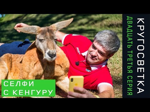 Видео: Кругосветка 23. Австралия. Селфи с кенгуру и коалой. Лучший устричный бар в Сиднее