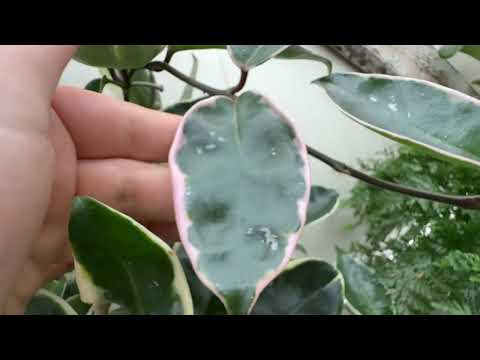 Видео: Мои неудачи. КОЛЛЕКЦИЯ РАСТЕНИЙ. ЛЕТО. 2025