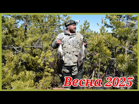 Видео: Ждём гуся. Пять дней на болоте. Хмао