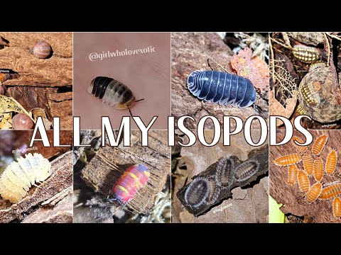 Видео: вся моя колекція мокриць : porcellio, armadilidium, cristarmadilidium, cubaris, merulanella