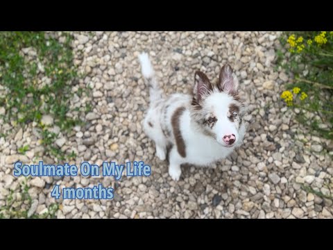 Видео: Бордер колли 4 месяца | Щенок | Border Collie 4 months | puppy | Дрессировка щенка