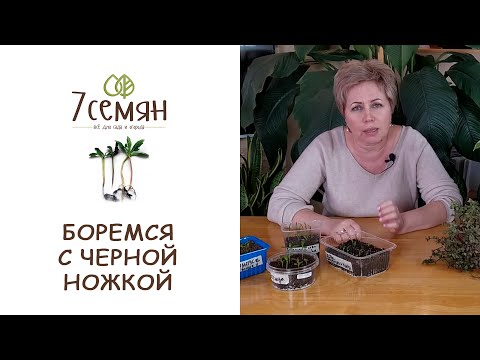 Видео: ГЛАВНЫЙ ВРАГ РАССАДЫ - ЧЕРНАЯ НОЖКА! СЛЕДУЙТЕ ИНСТРУКЦИИ И ЕЕ НЕ БУДЕТ!!! / 7 семян