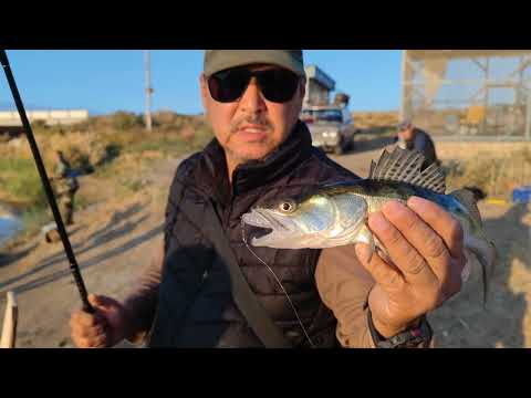 Видео: Арнасай. Золотой мост. Судак. Поклёвка на каждом забросе. 23.10.2024г.