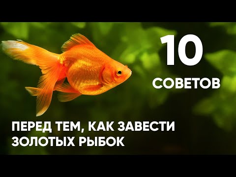 Видео: 10 советов перед тем, как завести золотых рыбок