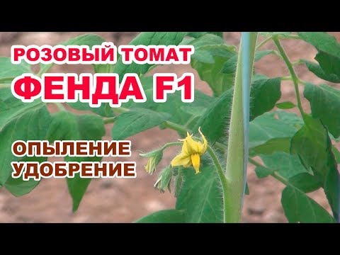 Видео: Опыление и уход за томатом Фенда F1 в теплице (13-01-2018)