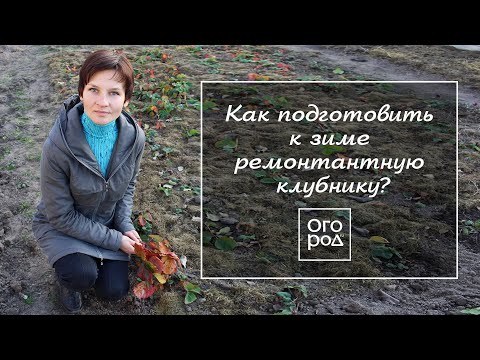 Видео: Подготовка ремонтантной клубники к зиме: обрезка, подкормка, мульчирование