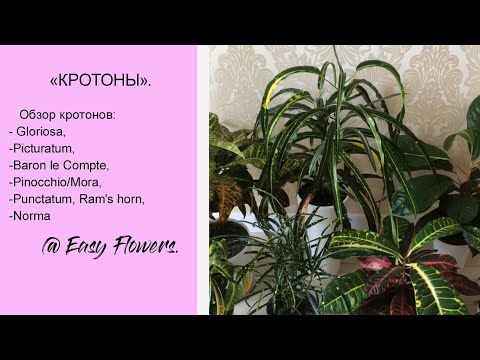 Видео: КРОТОН - сорта Gloriosa, Picturatum, Baron le Compte, Pinocchio/Mora,  Punctatum, Ram's horn, Norma