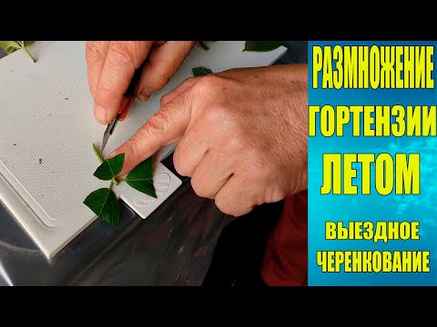 Видео: Размножение гортензии летом. Выездное черенкование.