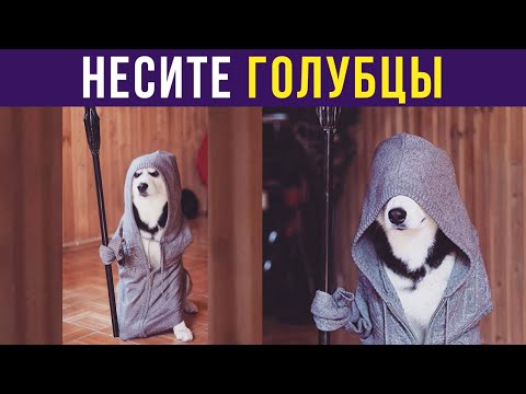 Видео: Приколы с собаками. НЕСИТЕ ГОЛУБЦЫ | Мемозг #267