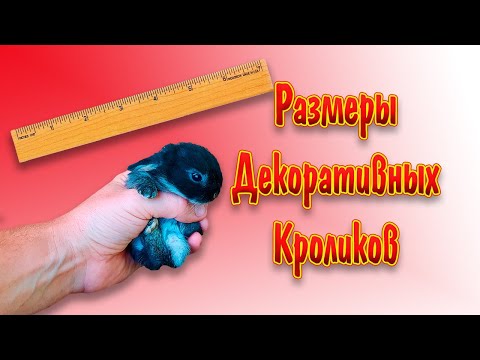 Видео: Размеры декоративных кроликов и вес