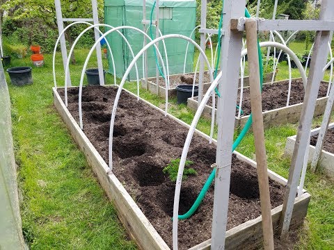 Видео: Высадка ТОМАТОВ в открытый грунт / Два томата в одну лунку / Загущенная посадка