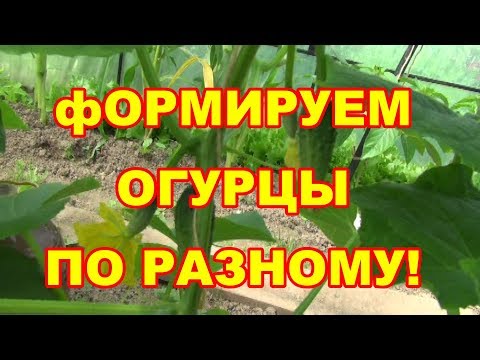 Видео: Внимание! Формируем огурцы пчелоопыляемые и партенокорпические по разному