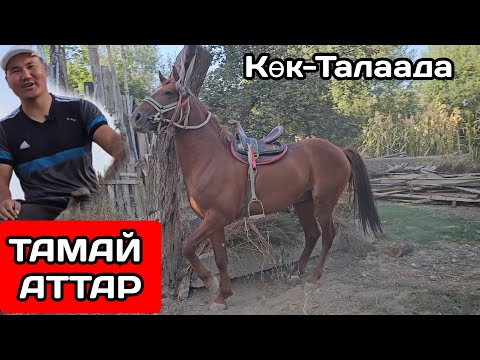 Видео: эки ЖЫЛДА АТКА ЖЕТТИМ 🔥УЛАГЫ УКМУШ АТ КӨК-ТАЛААДА