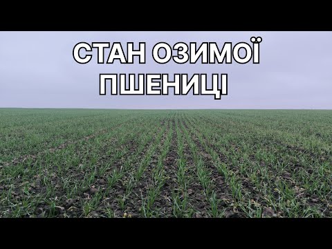 Видео: Озима пшениця, станом на кінець жовтня, 2025