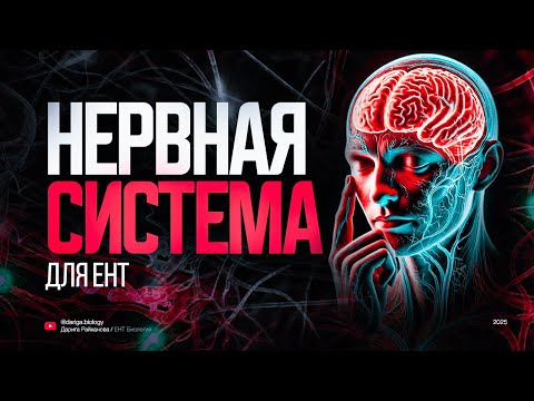 Видео: Нервная система для ЕНТ по биологии
