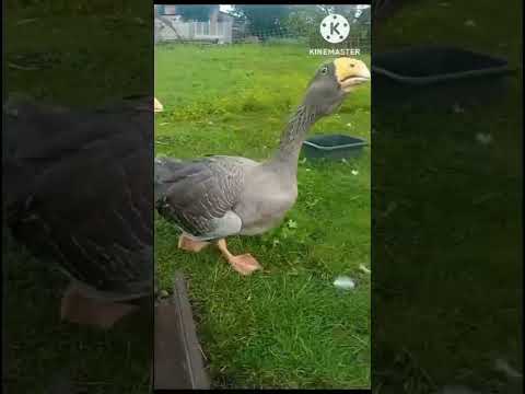 Видео: Қаз бордақылау 1 бөлім