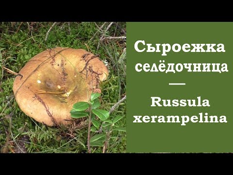 Видео: Сыроежка селёдочница - лучшая из сыроежек.