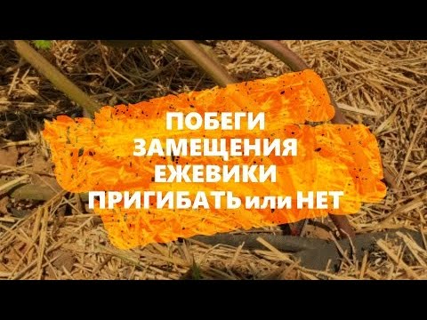 Видео: Побеги замещения ежевики. Пригибать или нет???