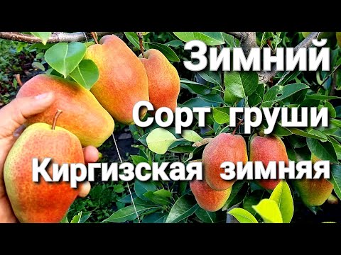 Видео: ГРУША КИРГИЗСКАЯ ЗИМНЯЯ / ЗИМНИЕ СОРТА ГРУШИ