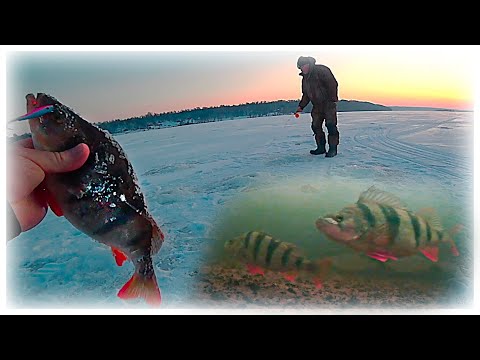 Видео: Пятнадцать минут клева за весь день, а рыбы то полно! Глухозимье на реке Волга