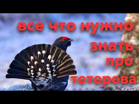 Видео: Хотите идти на тетерева? Сначала посмотрите это видео | все о тетереве косаче