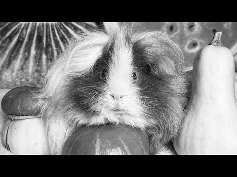 Видео: Кузя 🌈 24.08.17 - 27.08.22