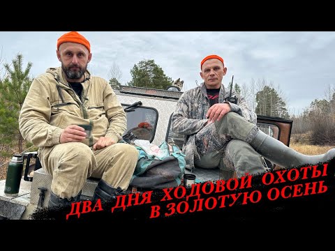 Видео: Трудовая охота на лося. Двое суток болот, буреломов и между тем красоты золотой осени ХМАО.