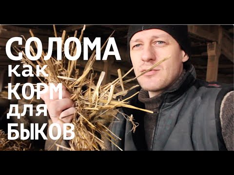 Видео: КОРМА ДЛЯ ОТКОРМА БЫКОВ: СОЛОМА