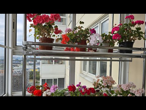 Видео: Состояние моих пеларгоний. 02.10.2025