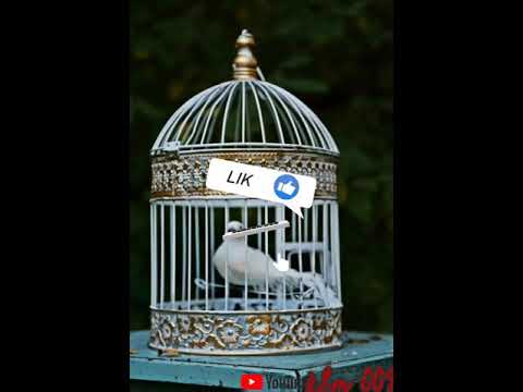 Видео: Бахтиёр Шукурбеков парандаюм винт ар кафас