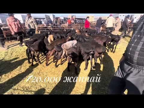 Видео: Қарабұлақ мал базары қой бар ешкі жоқ🧐🧐🧐08.10.2025
