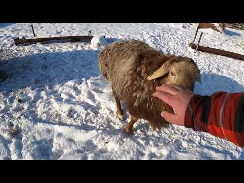 Видео: Эдильбаевская порода овец .