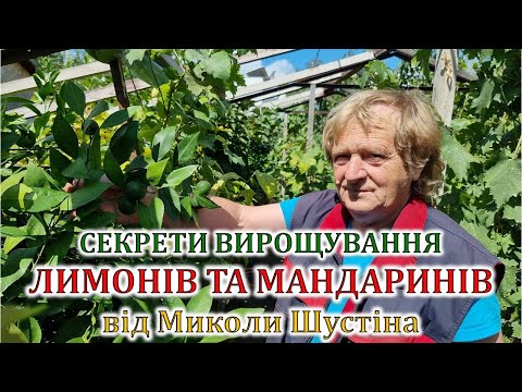 Видео: Секрети вирощування лимонів та мандаринів від Миколи Шустіна