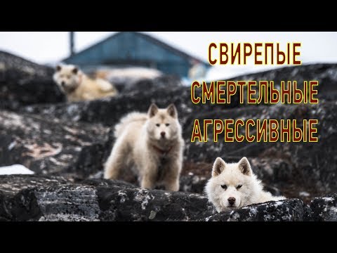 Видео: Свирепые гренландские собаки. Никто не смеет подойти к ним, кроме хозяина