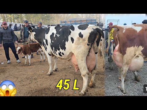 Видео: Yozyovon Mol Bozori Bugun Juda Zo'r Bo'ldi 12 ноября 2025 г.