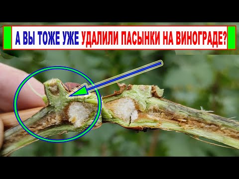 Видео: 🍇 Что делать с ПАСЫНКАМИ на винограде ОСЕНЬЮ. Когда УДАЛЯТЬ ПАСЫНКИ и зачем они были нужны?