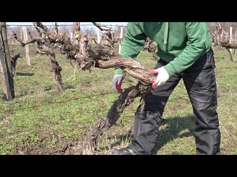 Видео: Переплетение штамбов при формировании кордона - достоинства и недостатки. Хисамутдинов АФ, 2019